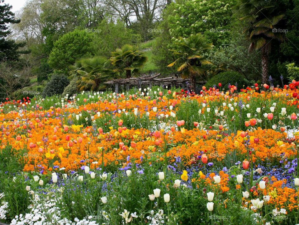 beautiful floral splendor