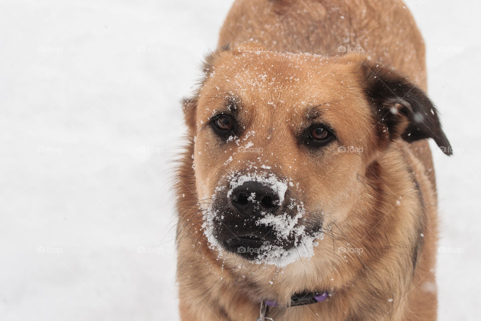 Puppy playing in snow