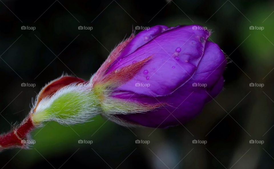Purple flower close-up