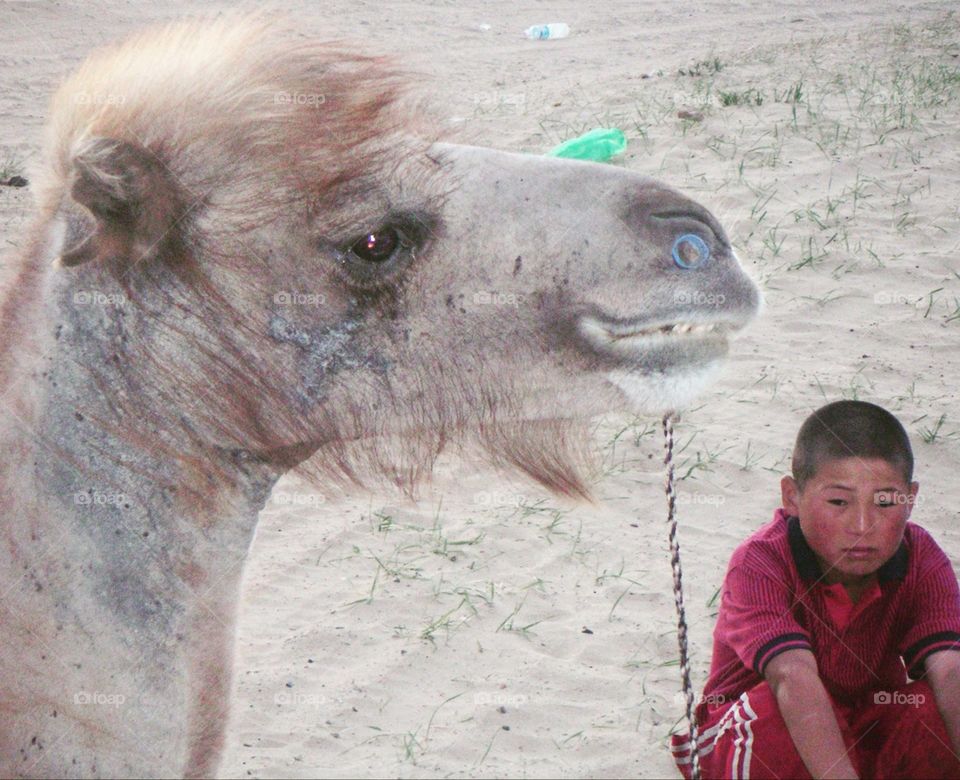 young boy and camel in the Gobi desert