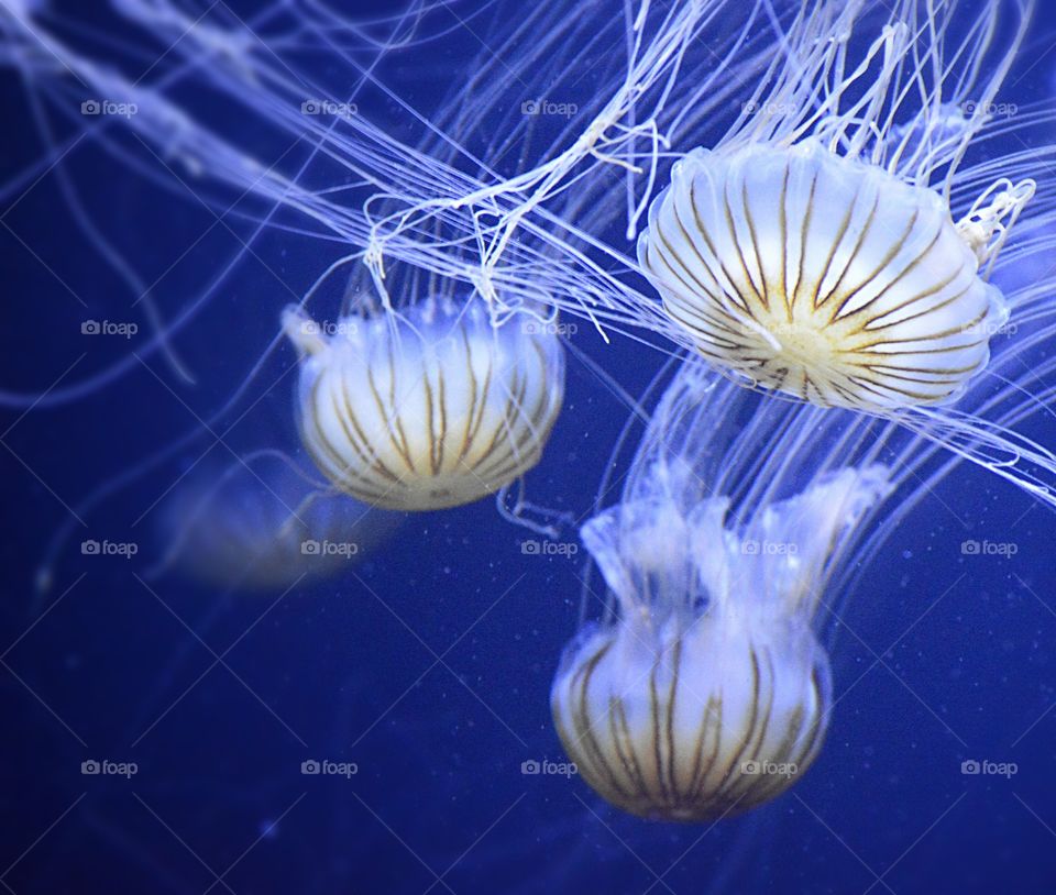 Jellyfish
