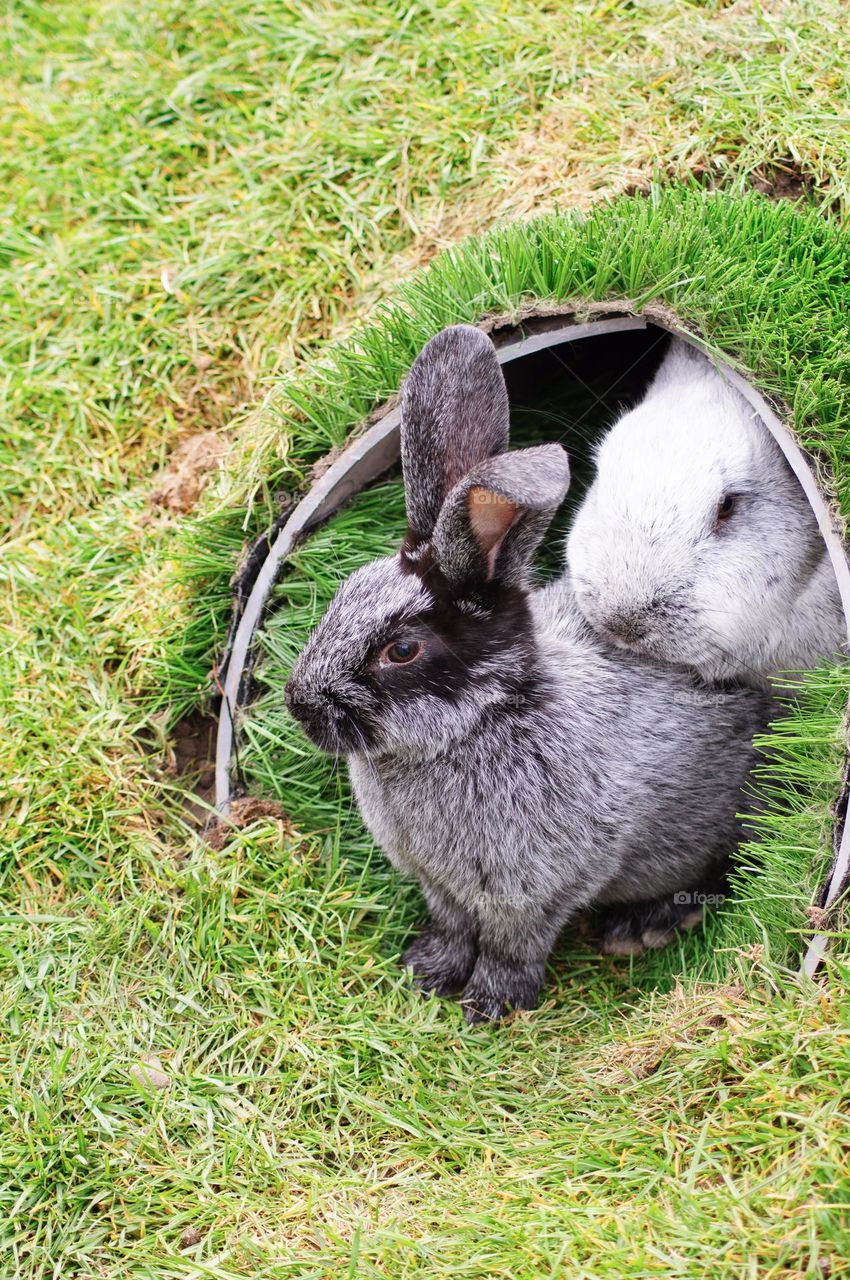 a family of rabbits sits in a hole in the park, beige, domestic, rabbit, gnaws green, grass, Easter, rabbit, symbol, 2023, fluffy, pet