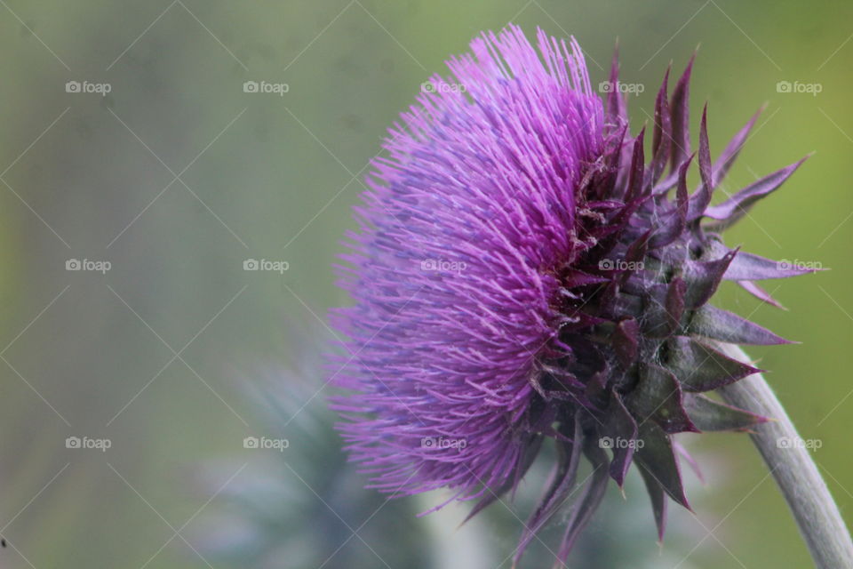 Closeup of bright purple milk thistle in May 