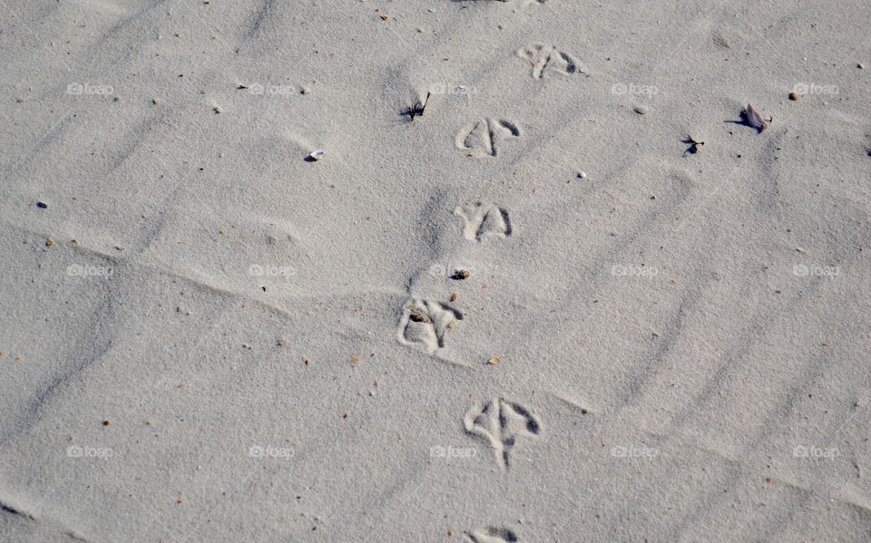 Sandpiper Footprint 