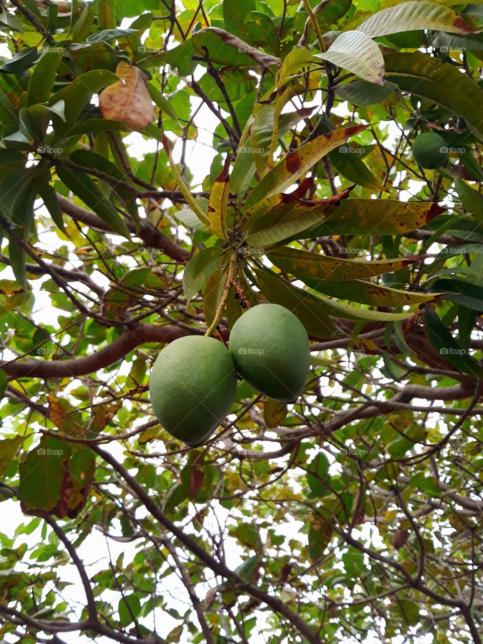 green mango tree