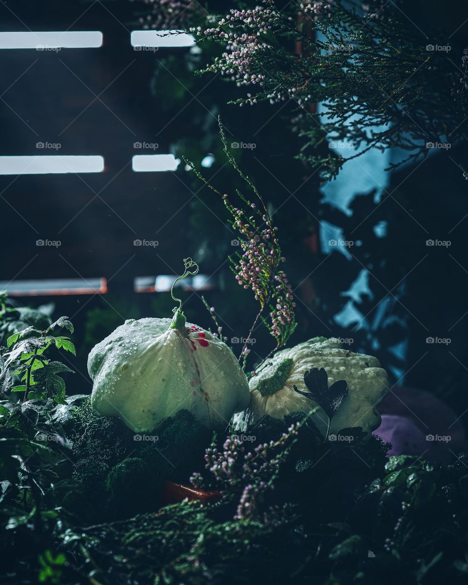 Green Squashes on Autumn Forest background