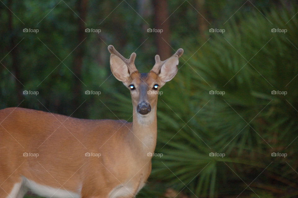 Deer Beauty, Up Close and Personal