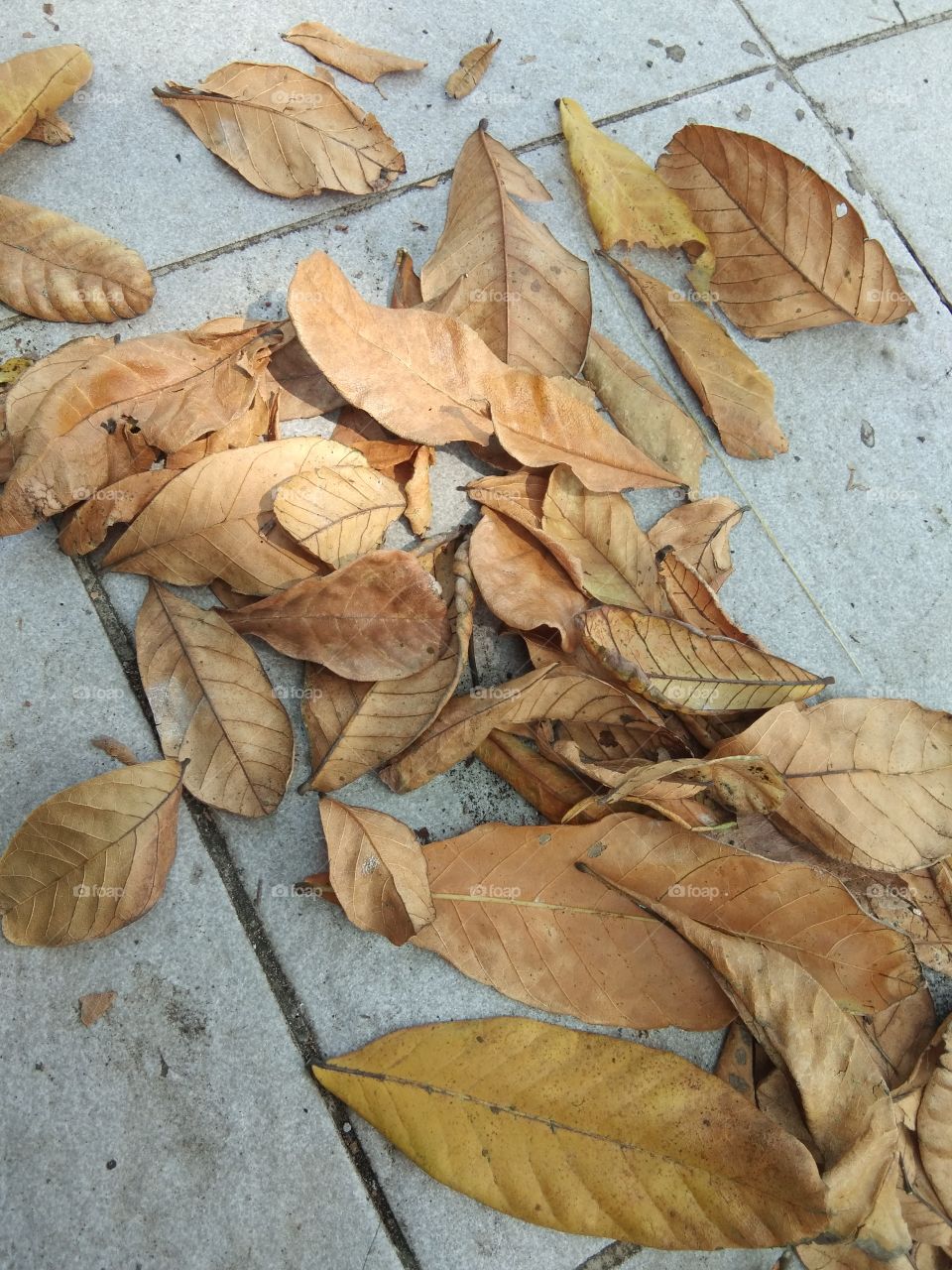 dry leaves scattered on the road