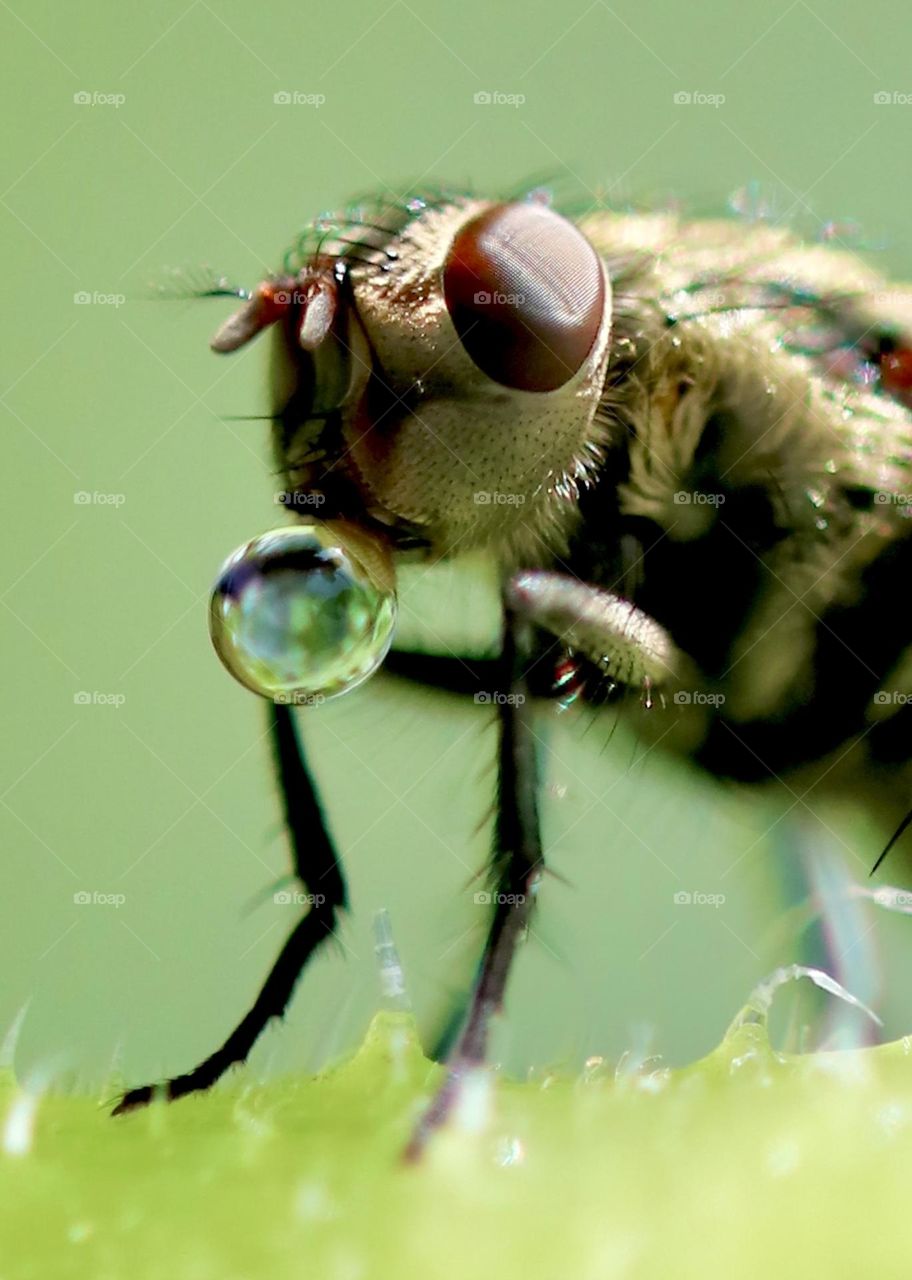 Fly blowing a water bubble 