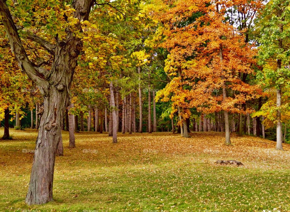 Autumn in Michigan. Autumn in Michigan