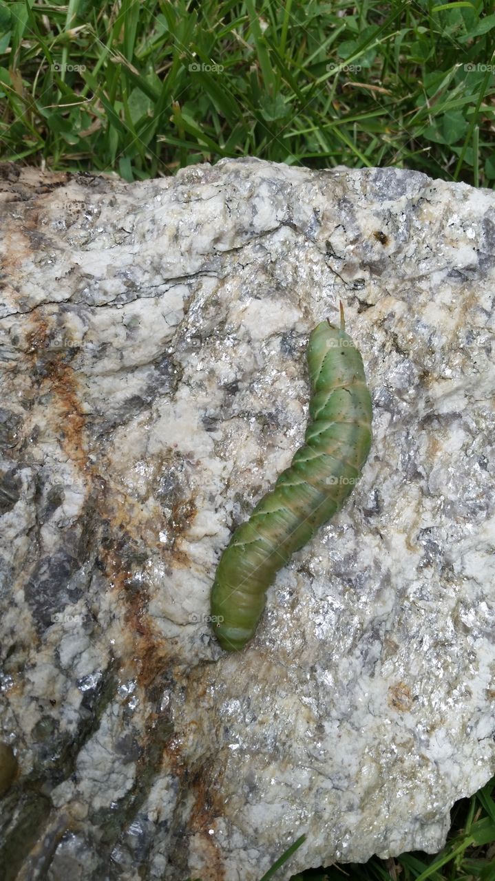 tomato worm