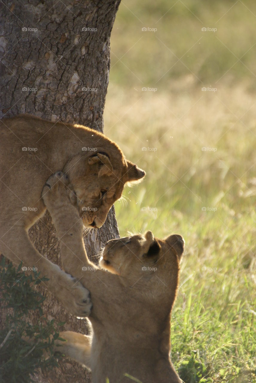 Close-up of lioness with her cub