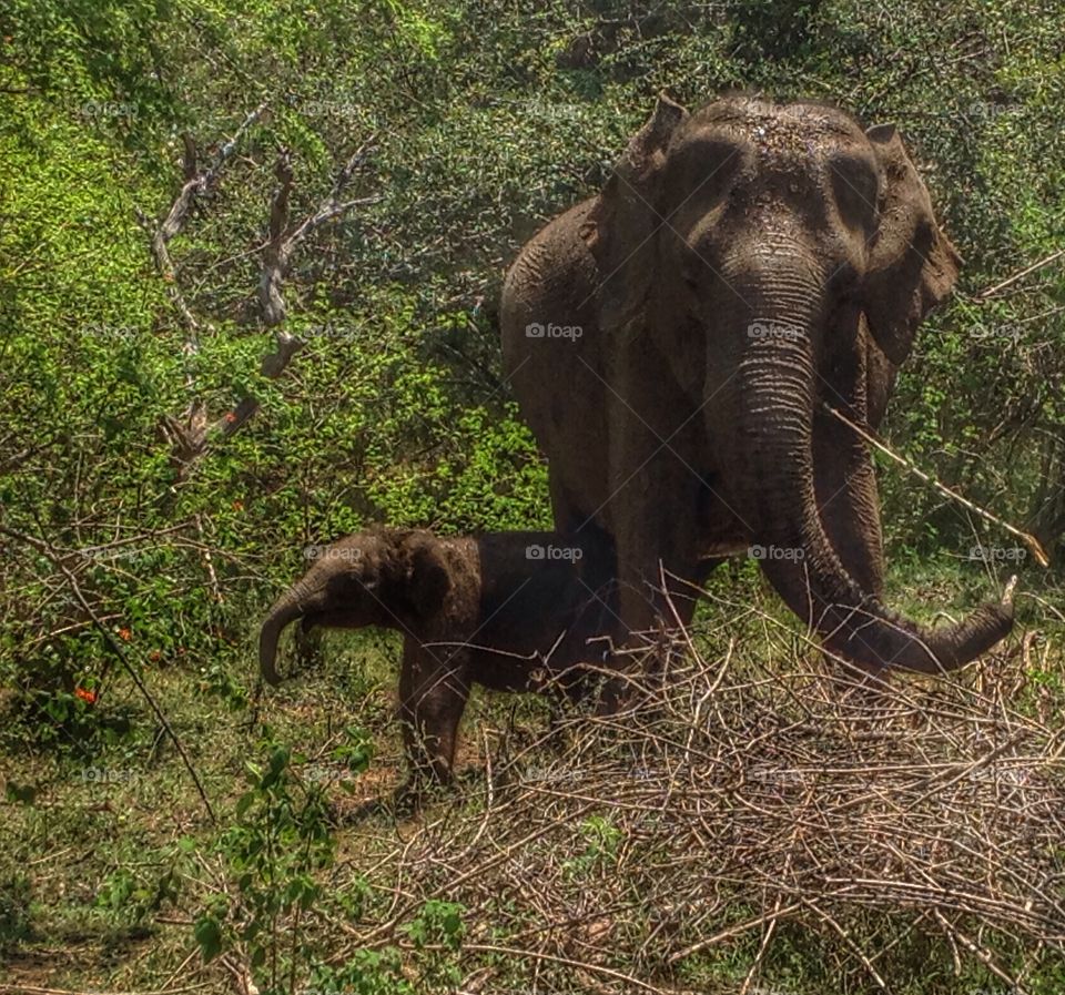 Mother & son . At yala national park Sri Lanka 