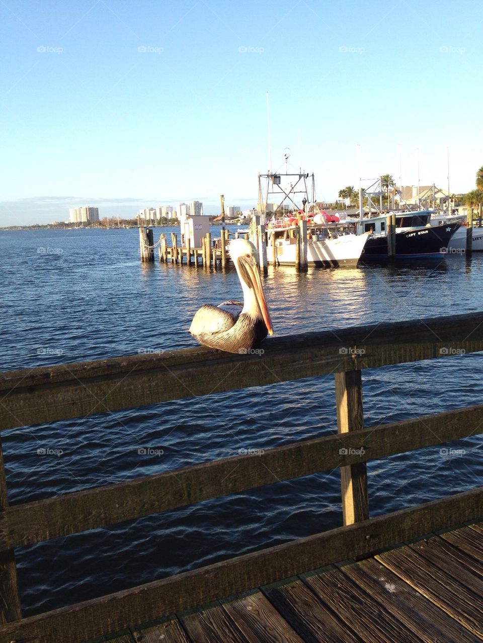 Pelican Harbor