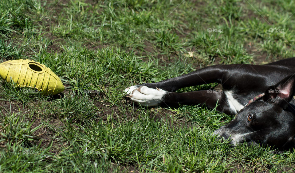 Beautiful Black and white dog laying down in sun enjoying summer weather with floppy ears and white paws next to ball in patchy grass 
