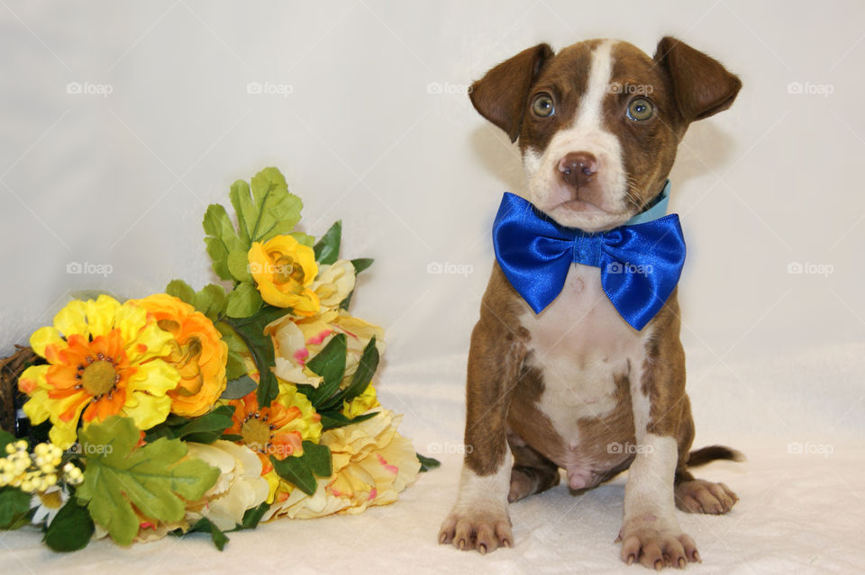 Puppy at a shelter! 