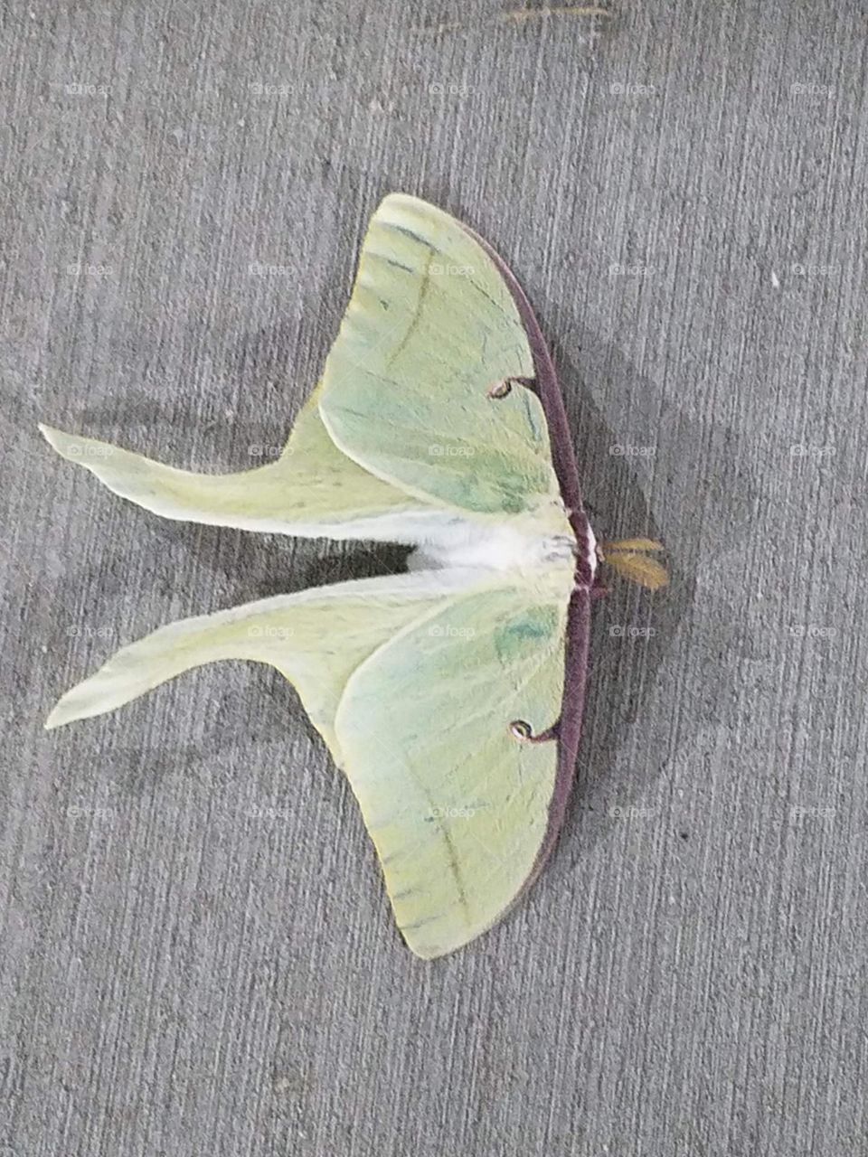 moth