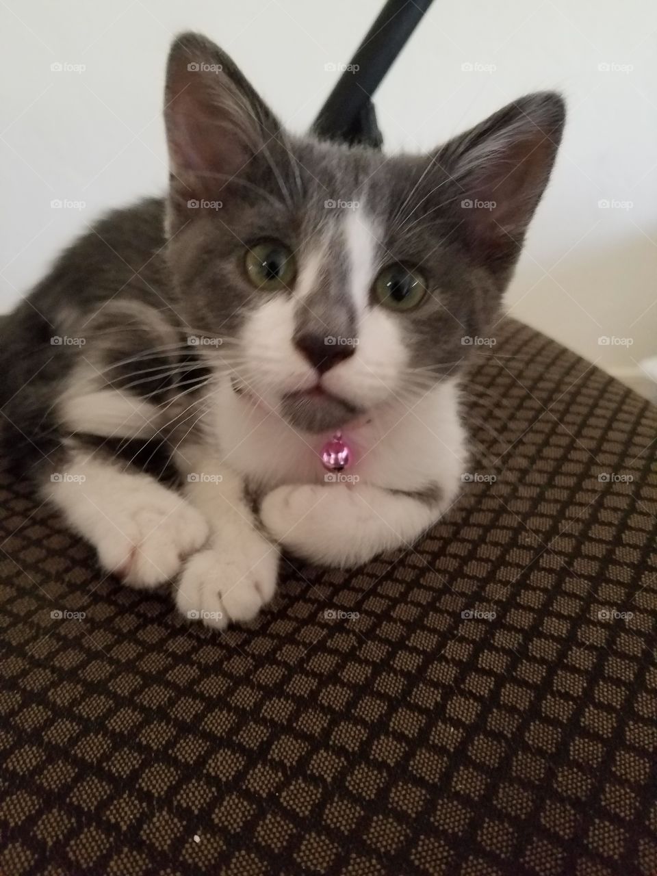 Hello let me introduce myself as Socks the kitten. I was adopted into amazing family. I live with my mom in Arizona.