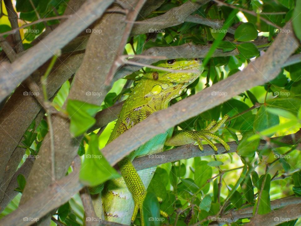 Iguana in a tree
