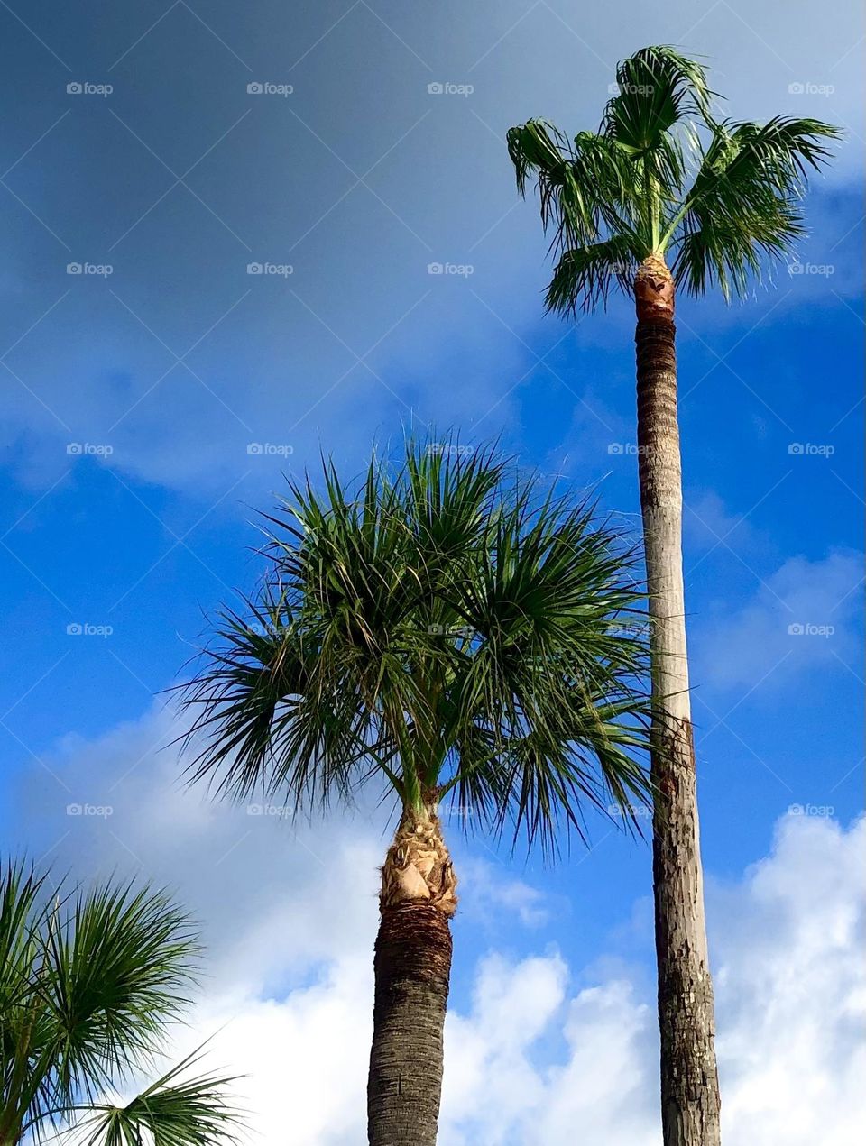 Small, medium and large palm trees stretching up to the blue sky and clouds at the bay 🌴