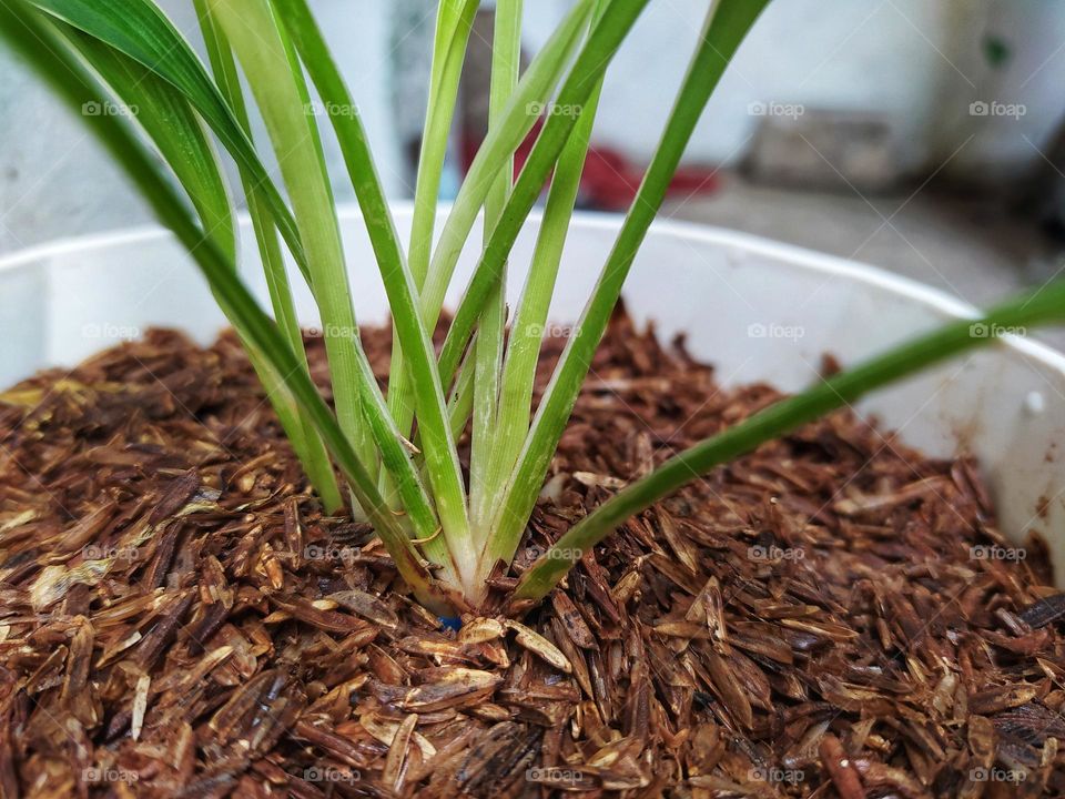 Chlorophytum comosum, freshly planted in pots with fertile soil, fertilizer and burnt husks