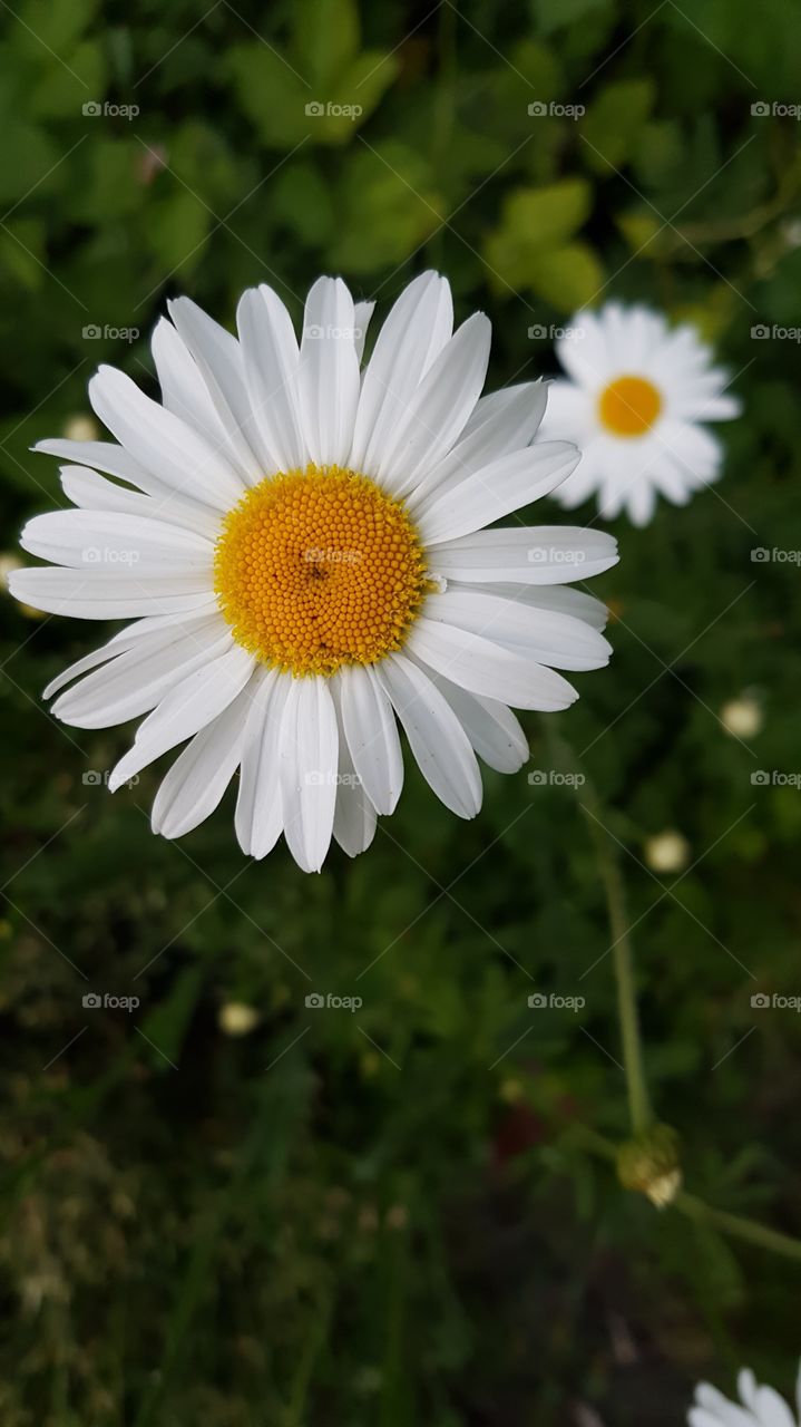 A pretty daisy flower