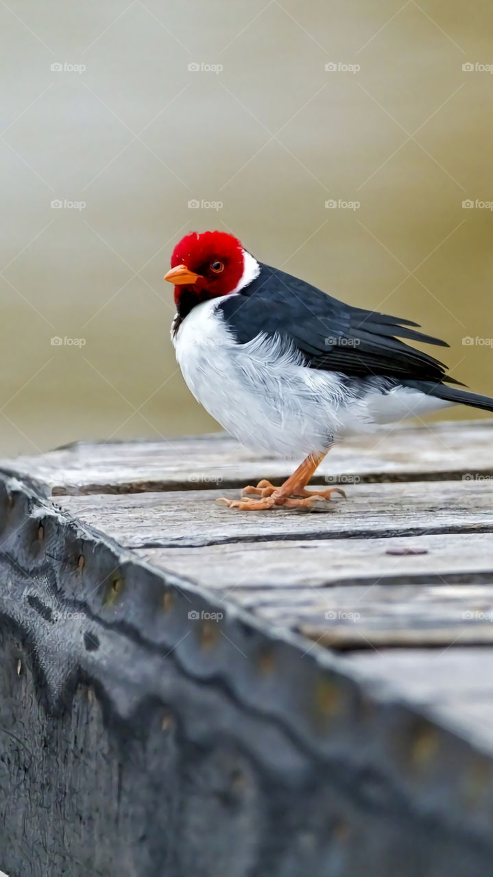 bird photography roof click