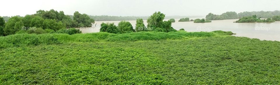 river and greenery in rainy season