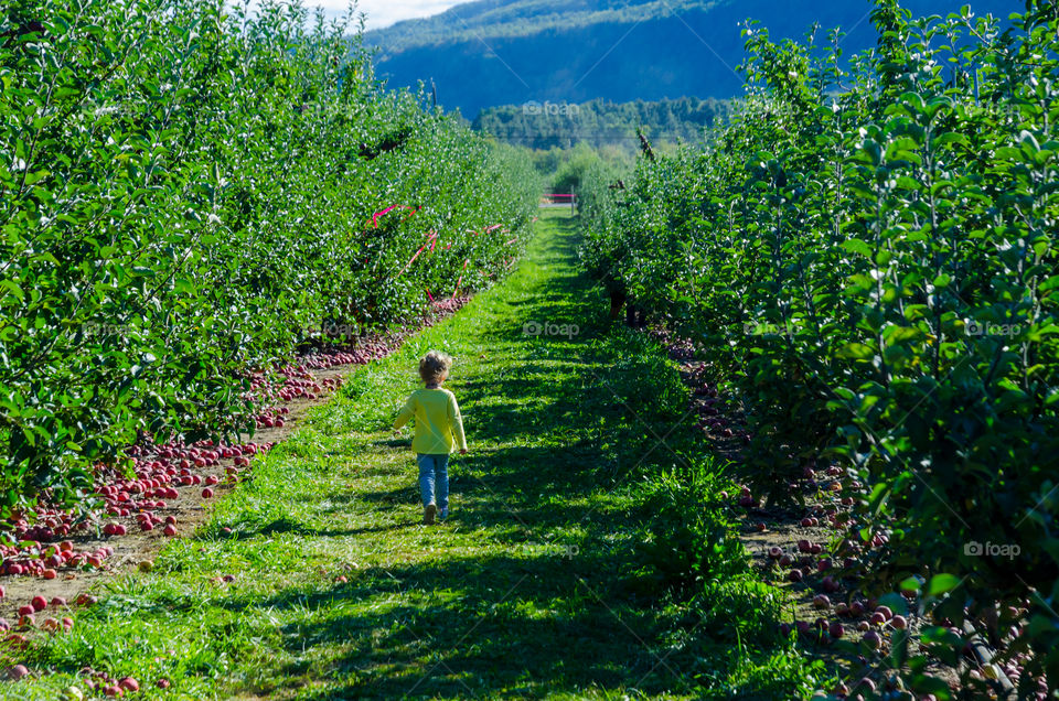 Looking for apples 