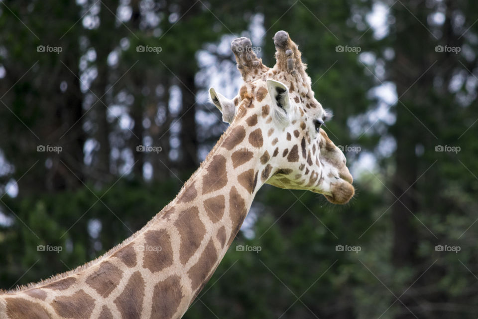 Close-up of giraffe