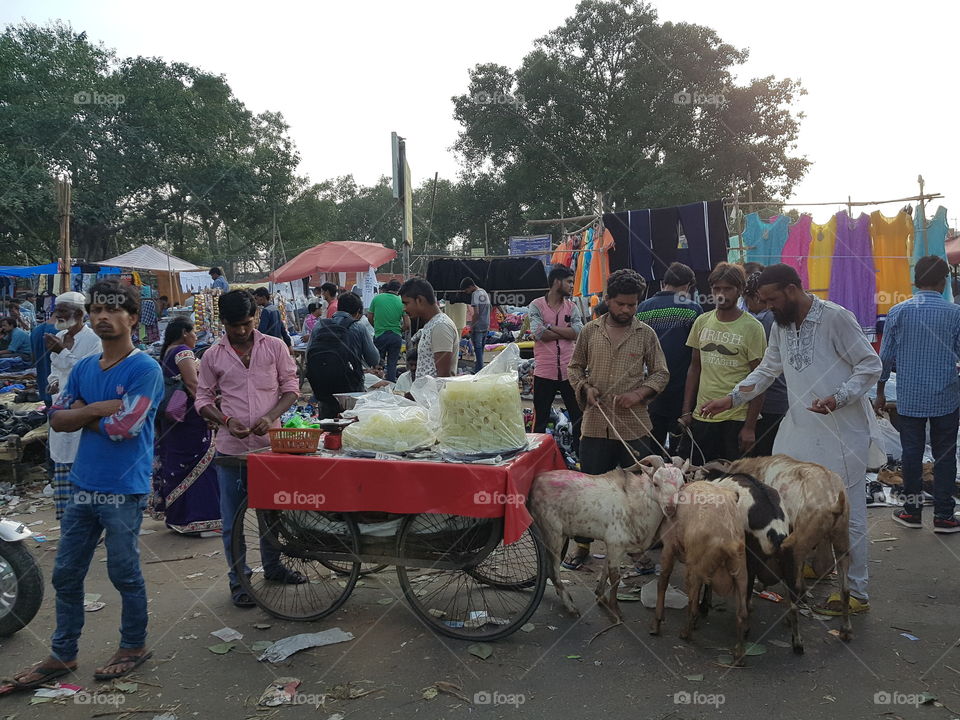 buying goats at market