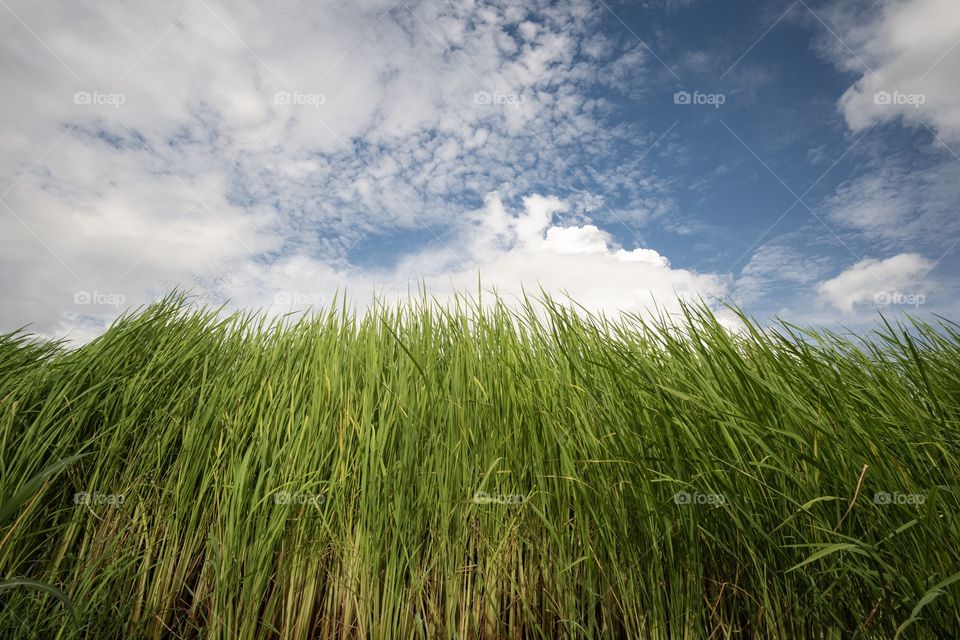 Windy make rice field become wave