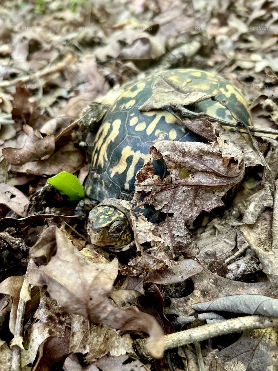 Eastern box turtle gazing wisely from his comfortable bed of fallen leaves. His shell pattern is partially visible.