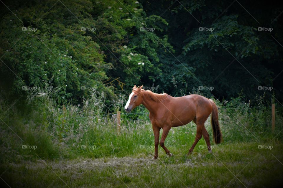 Majestic horse