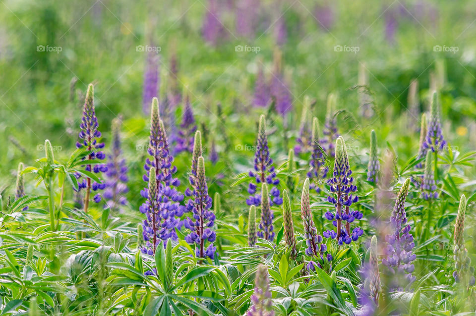 Nature, Summer, Field, Flower, Flora