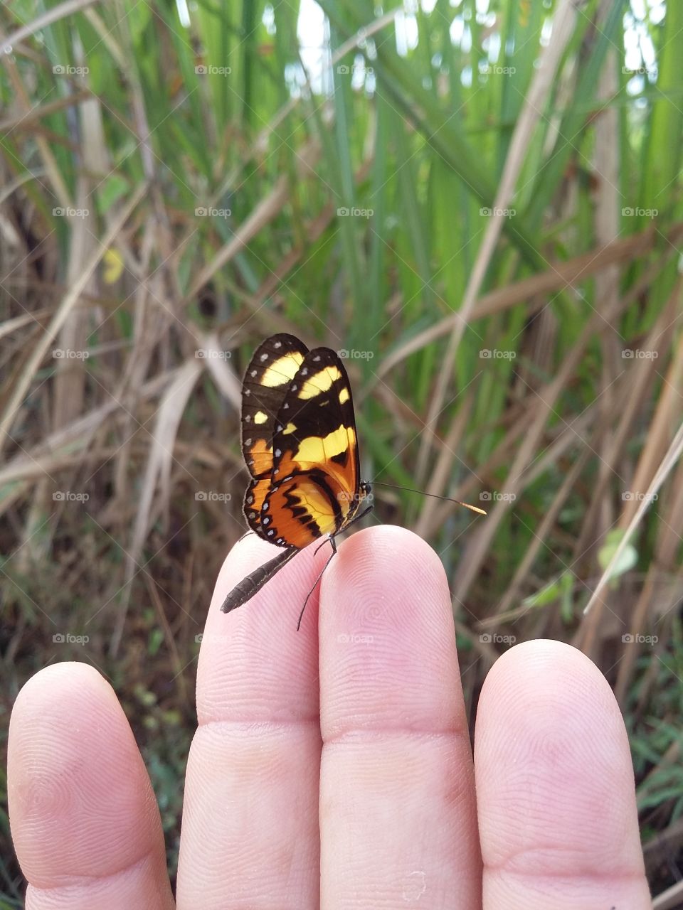Butterfly very common in northeastern Brazil