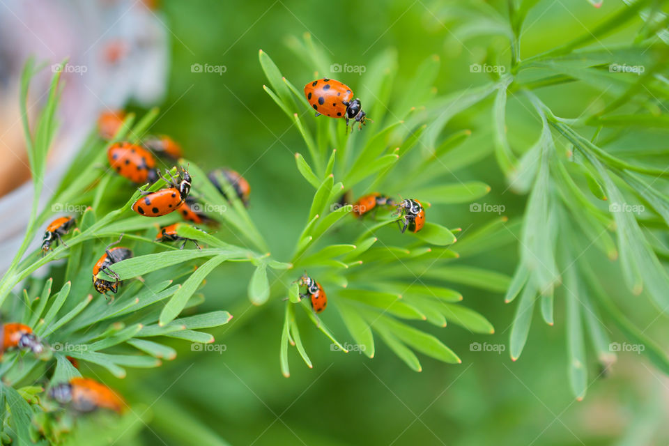 A bad example of Social Distancing, by a family of ladybugs.