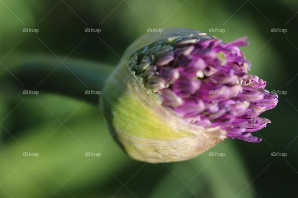 A purple bud