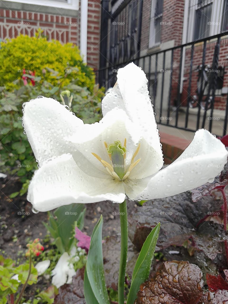 flowers