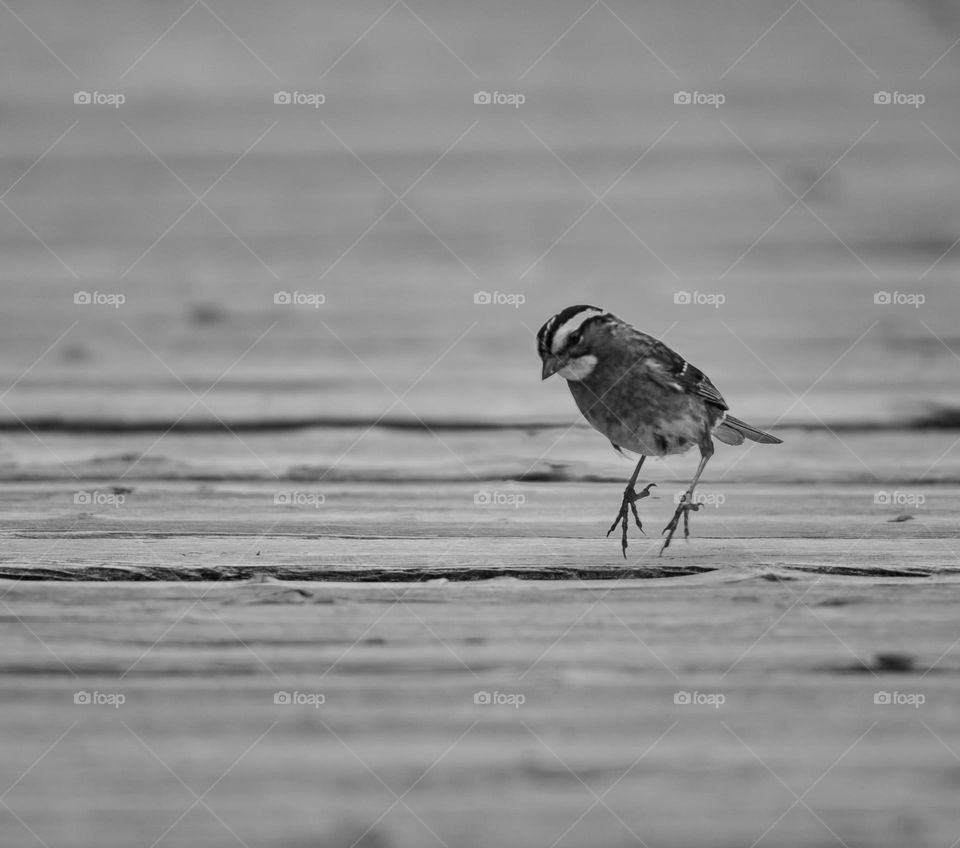 Jumping sparrow on a wooden trail