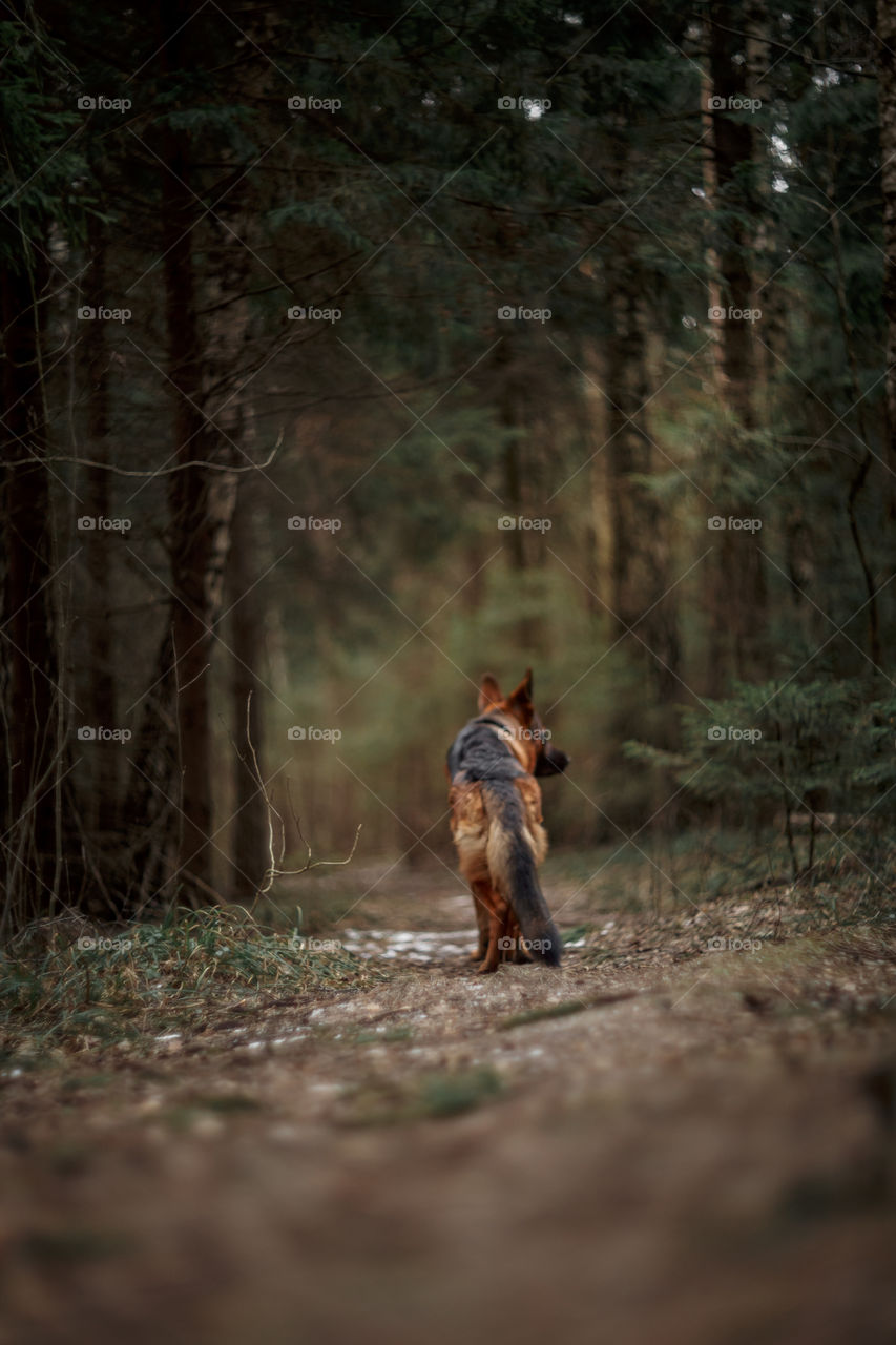 German shepherd dog walking in a winter park 