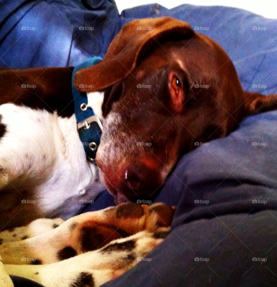 south milwaukee wi sleepy pointer pooch by doug414