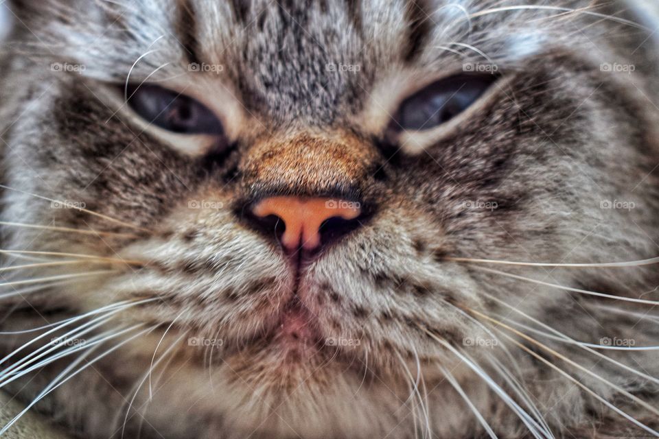 The tabby face