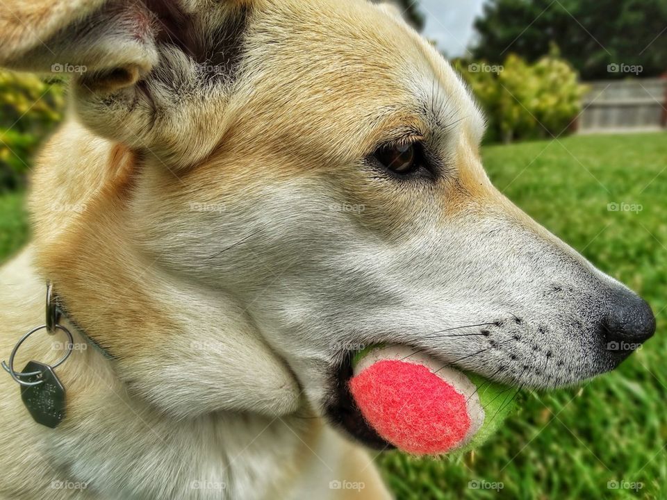 Yellow Lab Dog Playing Fetch