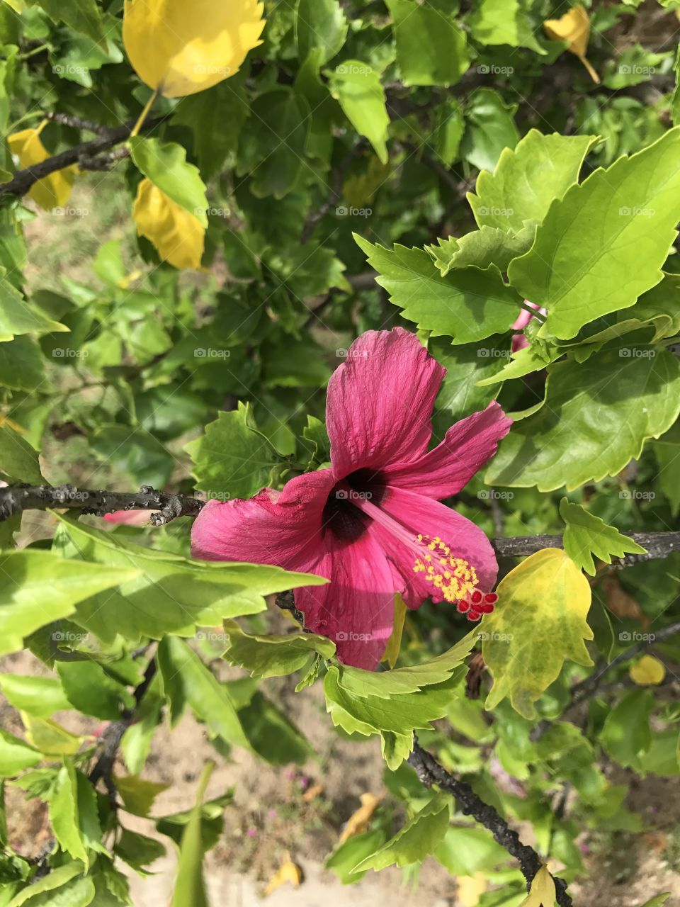 An pink flower 