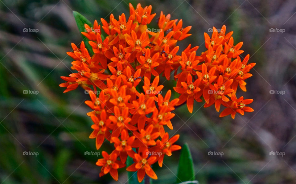 flowers orange ants by barkley21