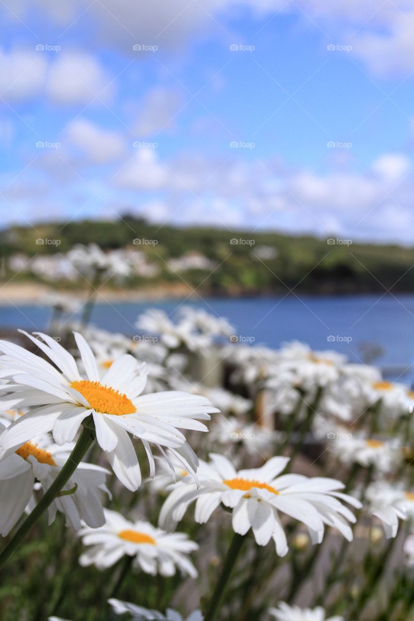 Daisies By the Seaside. A host of daisies facing the sun at the seaside.