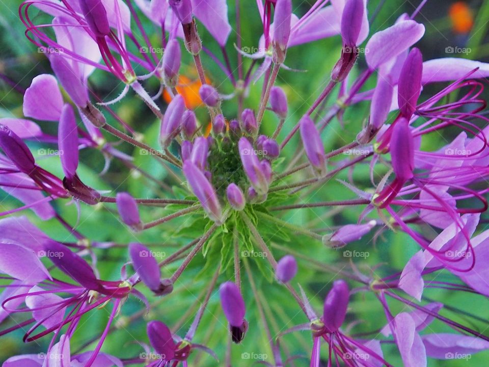 Close up of purple spider flower