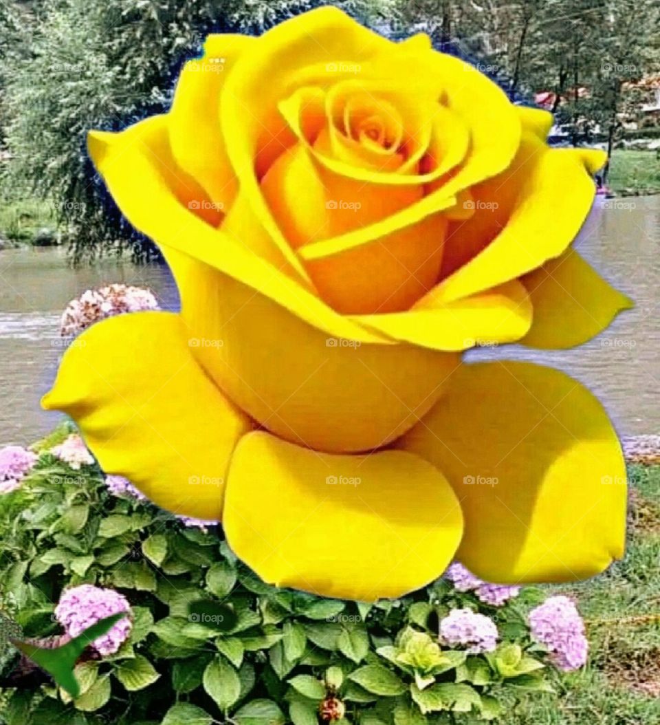 most beautiful and attractive flowers in the garden.