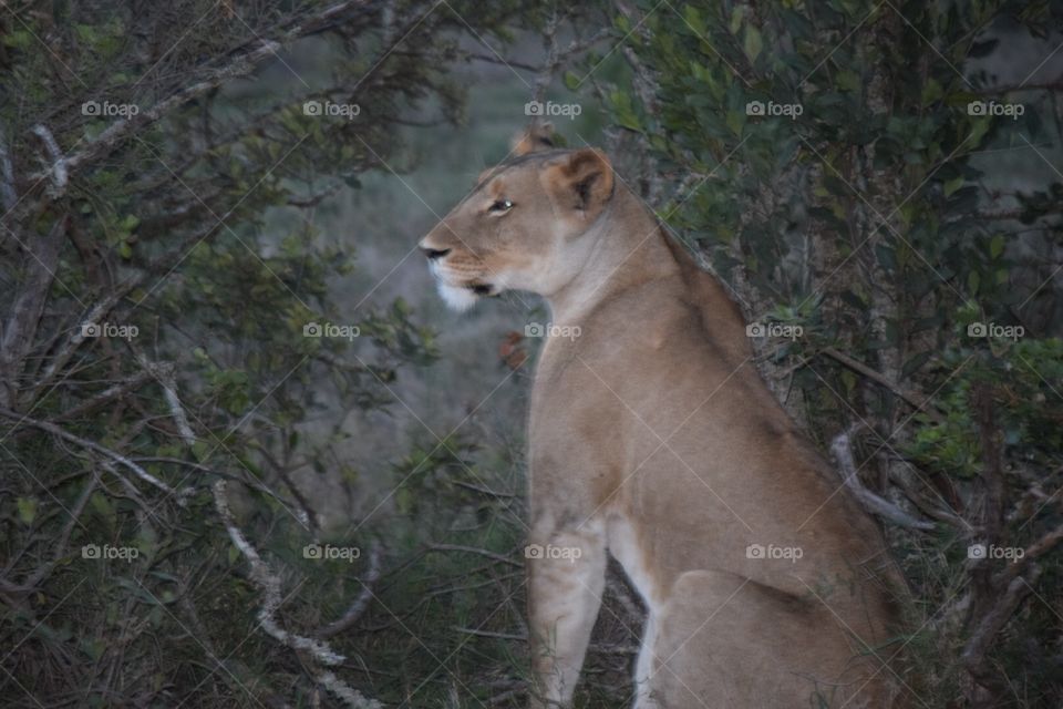 Lioness in Kenya Africa Safari